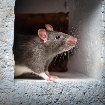 Quels sont les bruits caractristiques des rongeurs dans les murs ?