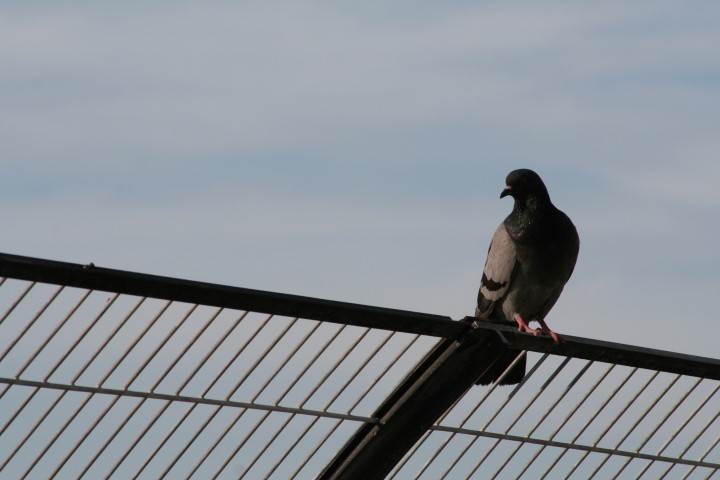 anti pigeons anti pigeons