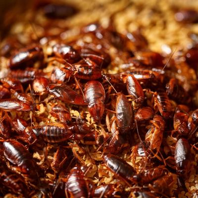 Quelle est la vitesse de reproduction des cafards ?