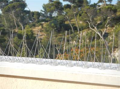 Ecopiege contre chenille processionnaire